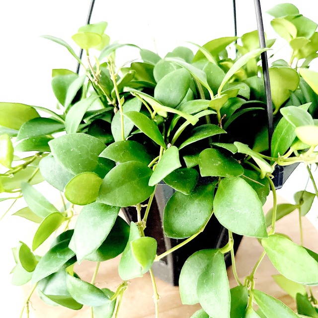 【再入荷】ホヤ ヘウスケリアナピンク 希少 観葉植物【calm cafe × GreenBell】