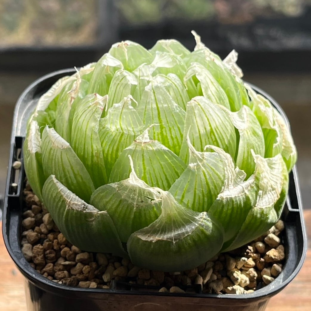 ハオルチア オブツーサ錦 地泉 | mocono_plants