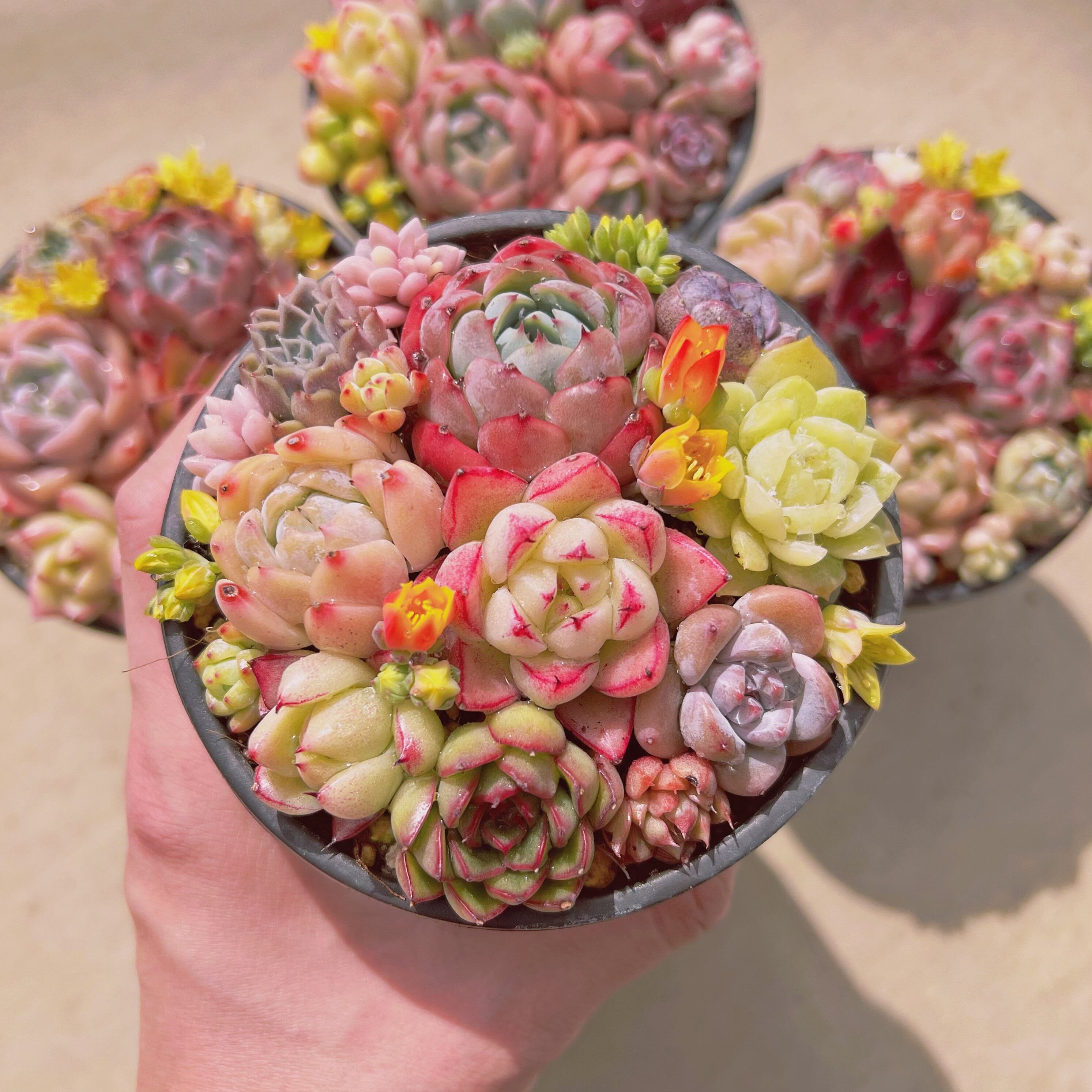 セットA(るる農園base販売会)