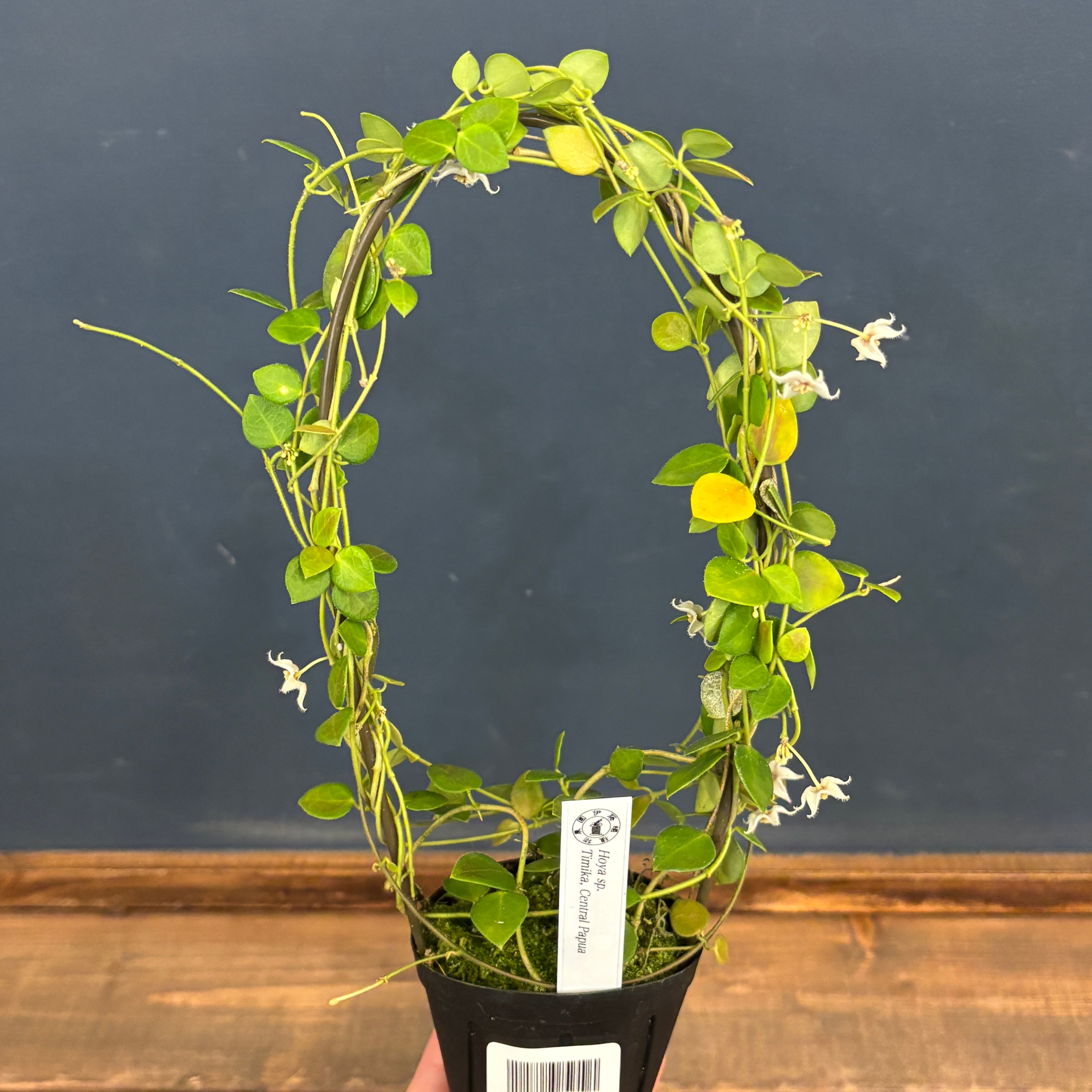 ホヤ sp. Timika, Central Papua【1048】 | PROTOLEAF プロトリーフ
