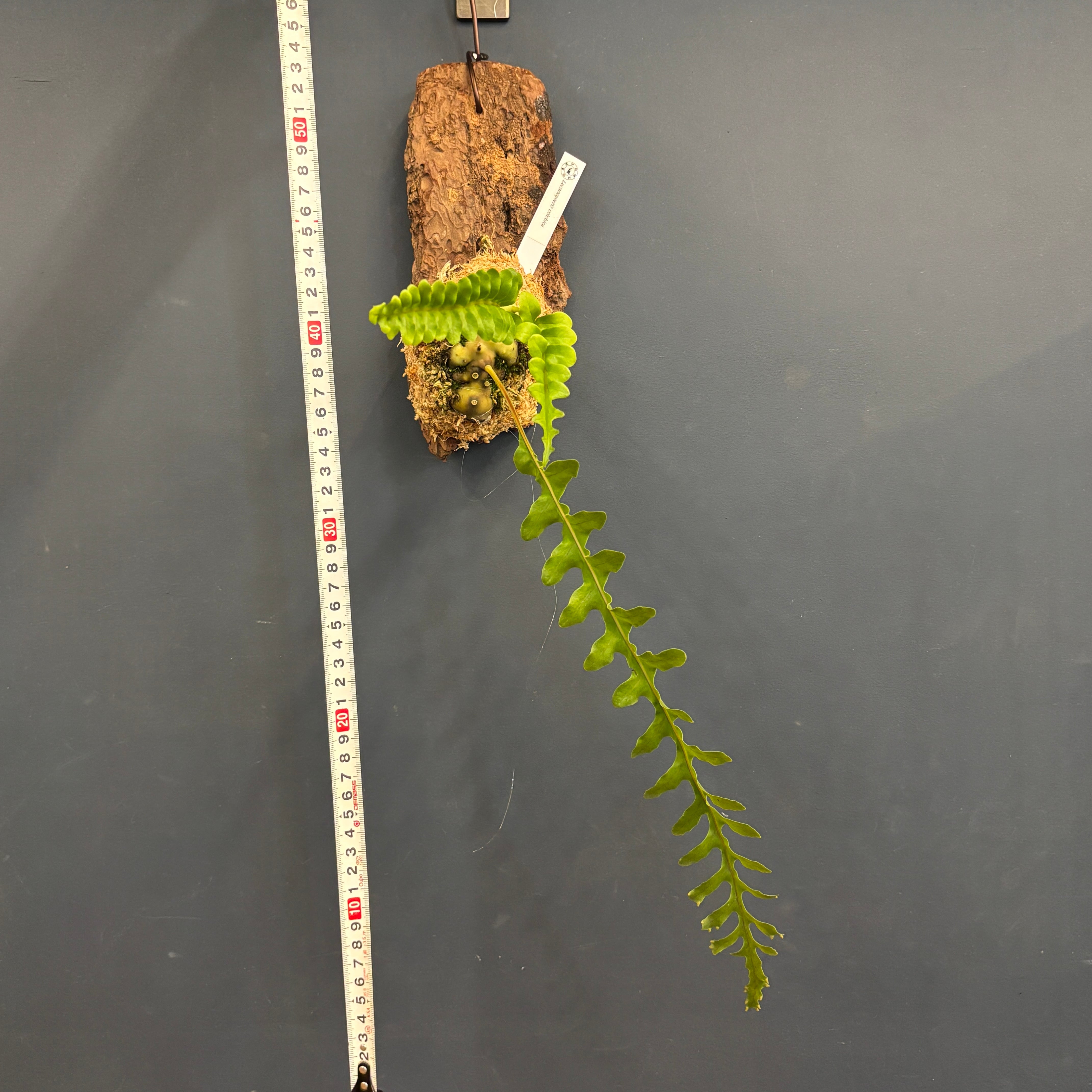 レカノプテリス celebica【176】 | PROTOLEAF プロトリーフ