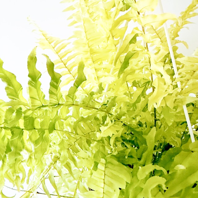 ネフロレピス ハッピーマーブル 観葉植物 calm cafe