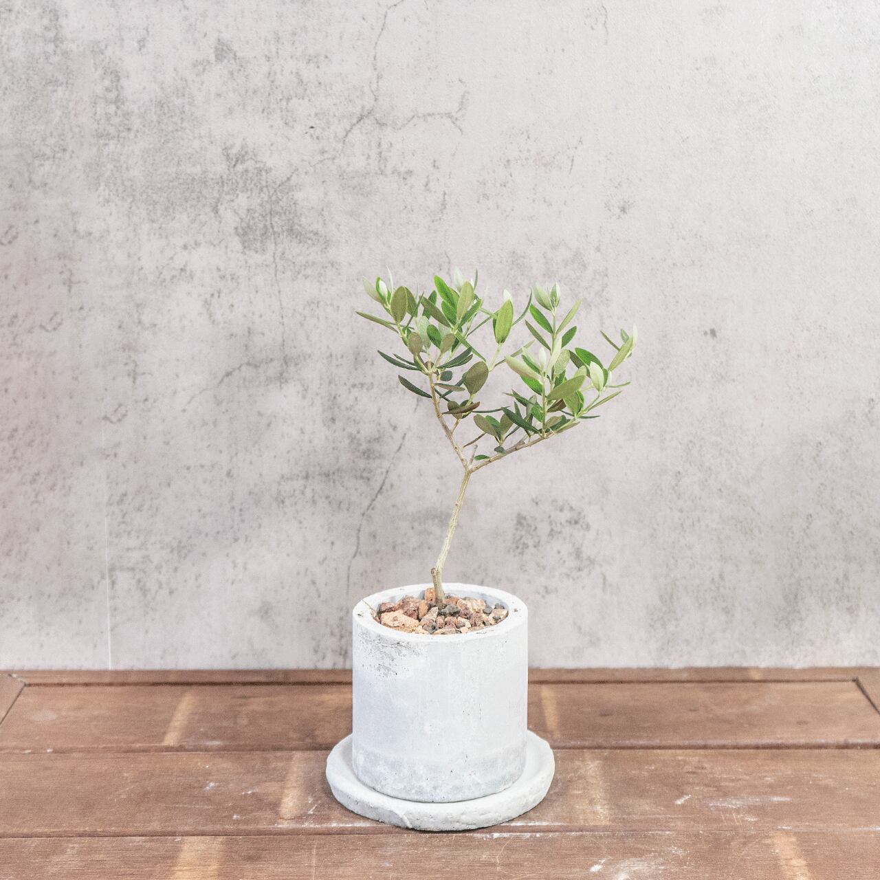 卓上サイズのミニ観葉植物 オリーブの木 マンザニロ こだわりのモルタルの手作り鉢 省スペースで飾れるインテリア【虫発生抑制】