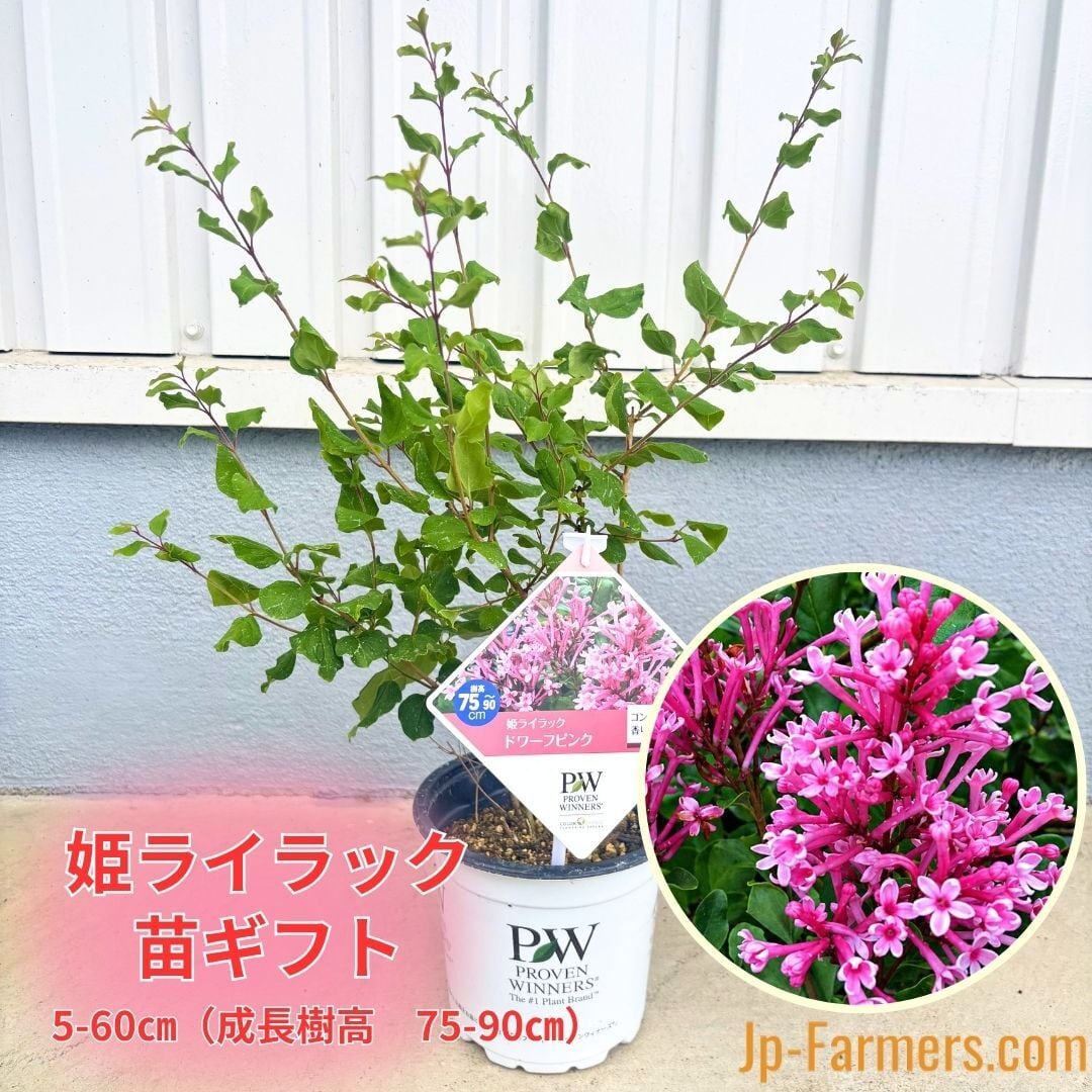 育てる楽しみ 稀少な姫ライラック ドワーフピンク 鉢花/園芸