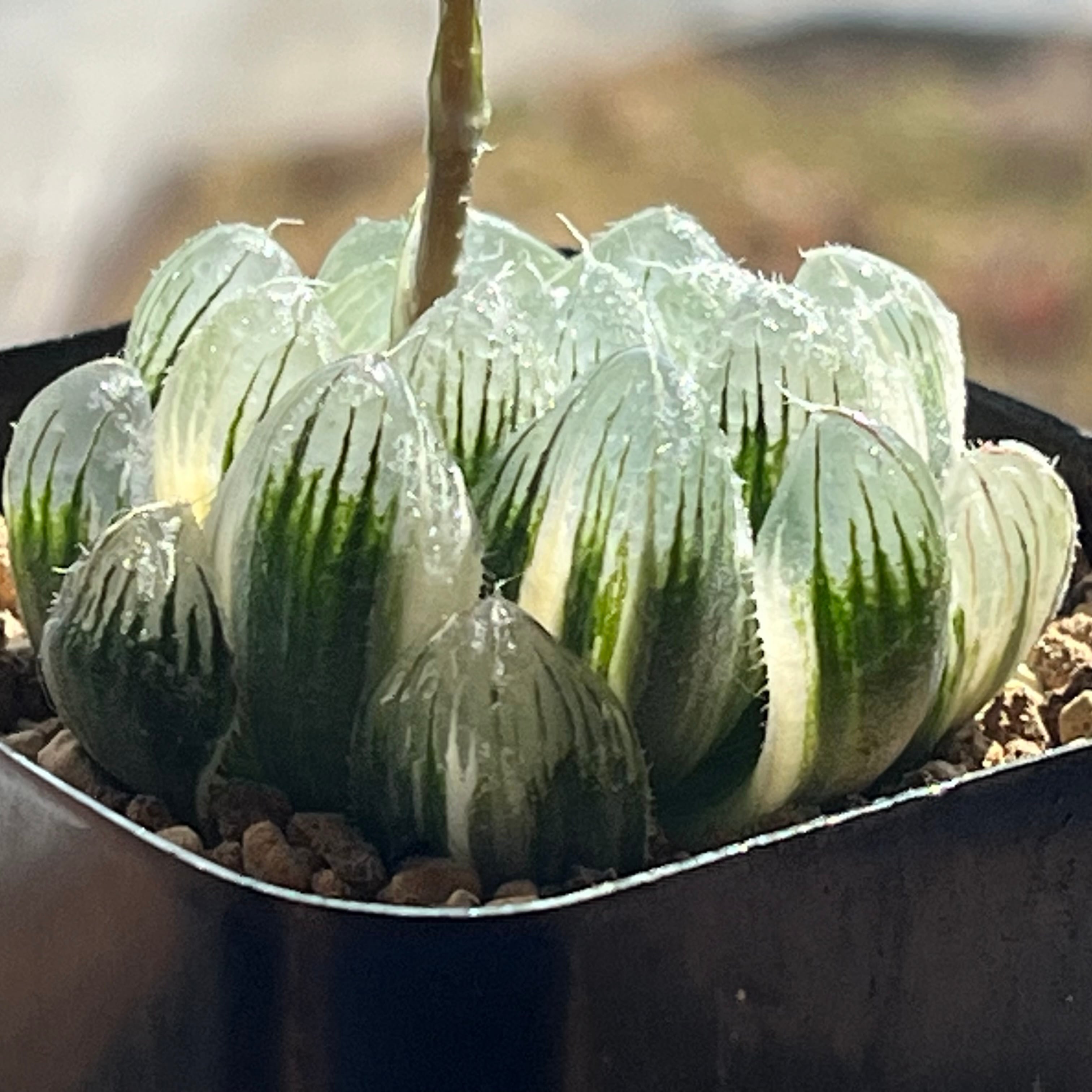 ハオルチア 雫絵巻錦 | mocono_plants