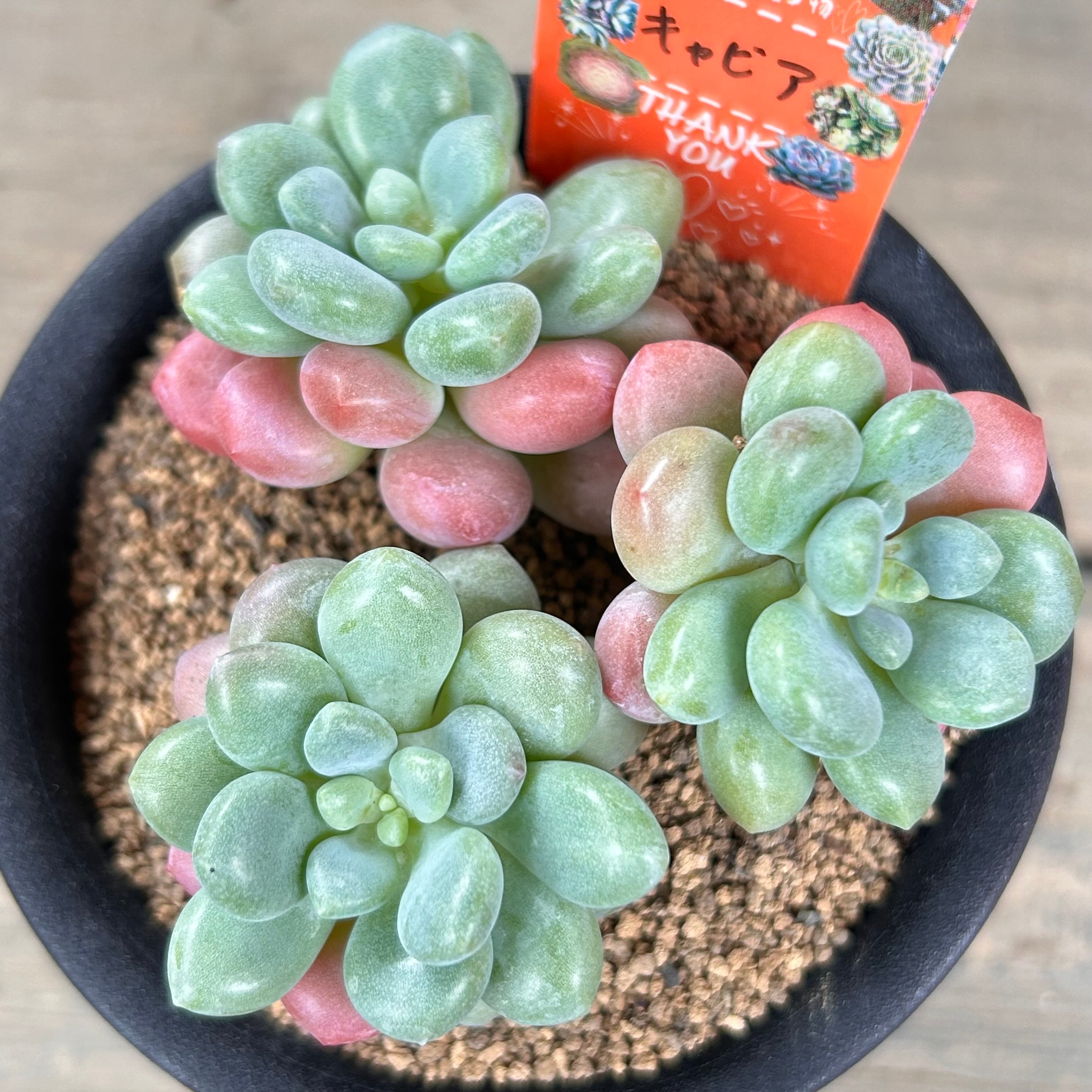 キャビア | RuPo 多肉植物専門店