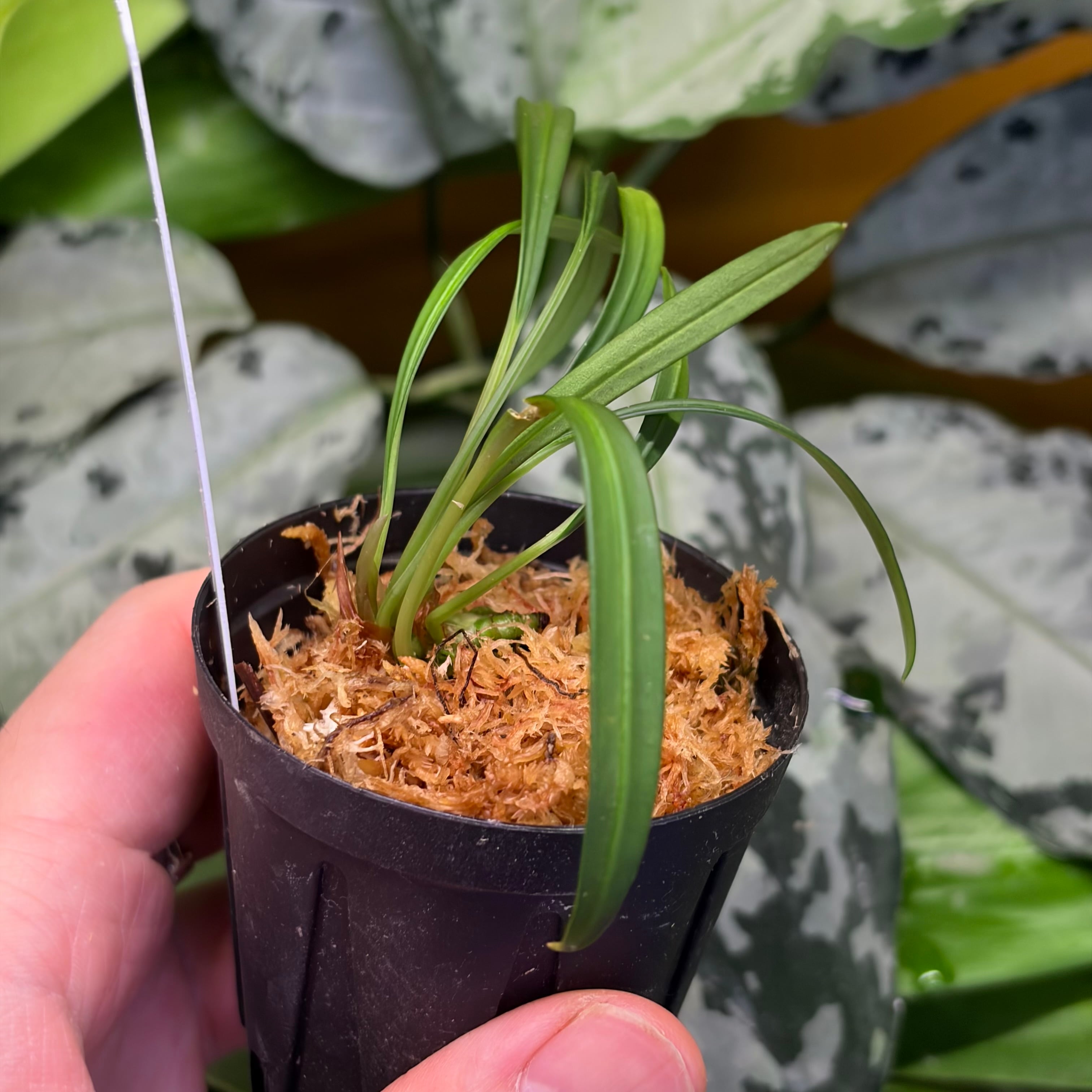 ブセファランドラ sp. Sanggau, aff. B. filiformis Bucephalandra cf. filiformis Sanggau Kalimantan Barat【ZOE0226-17i