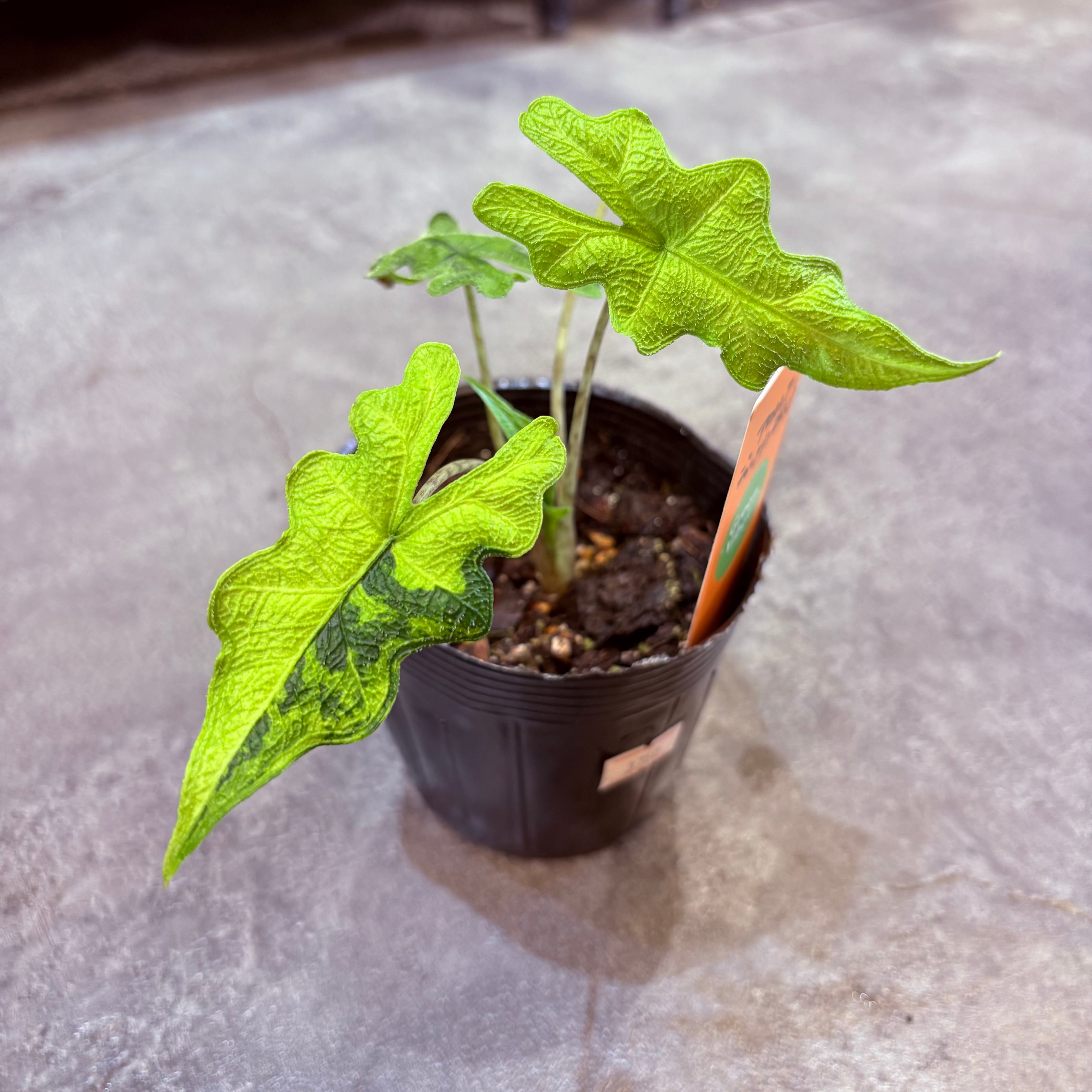 アロカシア ジャックリン斑入り 3.5号 | Green Vibes 宇都宮市の観葉