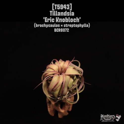 Tillandsia 'Eric Knobloch'〔ティランジア〕T5943