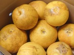 【訳あり品】土佐文旦　５ｋｇ　M～４Ｌ　サイズ混合　（７～１３玉入）送料別