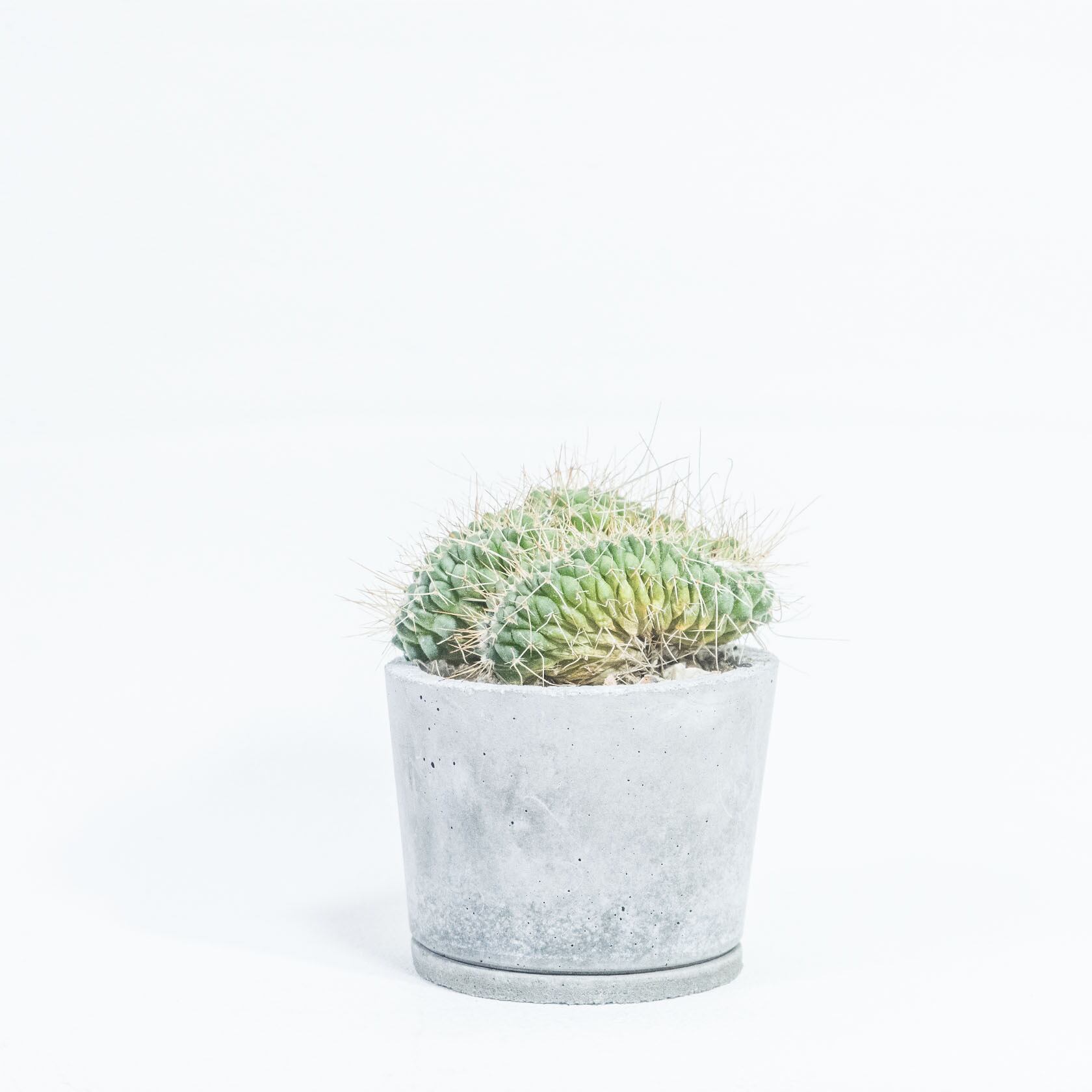 マミラリア・白棘白竜丸（綴化） 独特な造形と迫力あるボリューム感が魅力 自作モルタル鉢の一点物