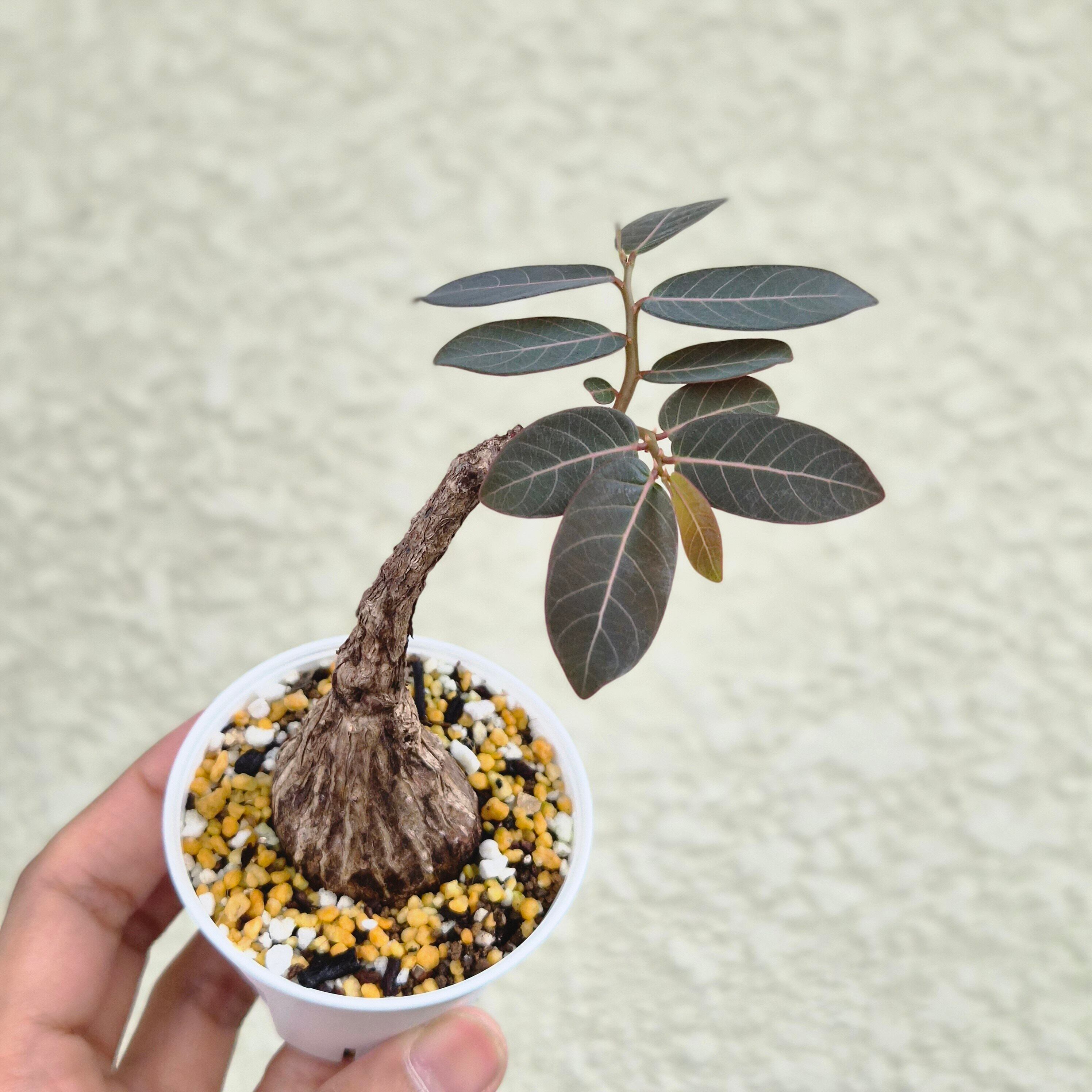 ⑰Sサイズ〚フィランサス・ミラビリス〛Phyllanthus Mirabilis 塊根植物 コーデックス ポット発送