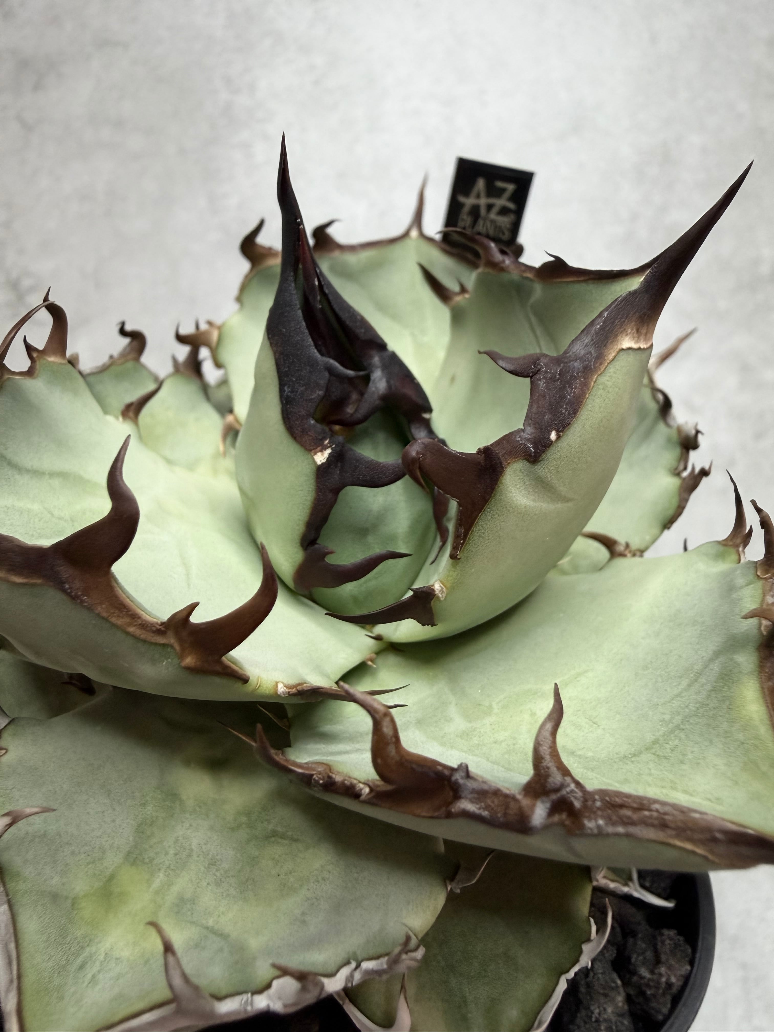 黒盾碑 アガベ Agave | AZ.PLANTS