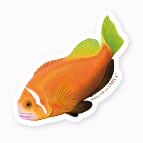 海の生きものステッカー（モルディブアネモネフィッシュ）