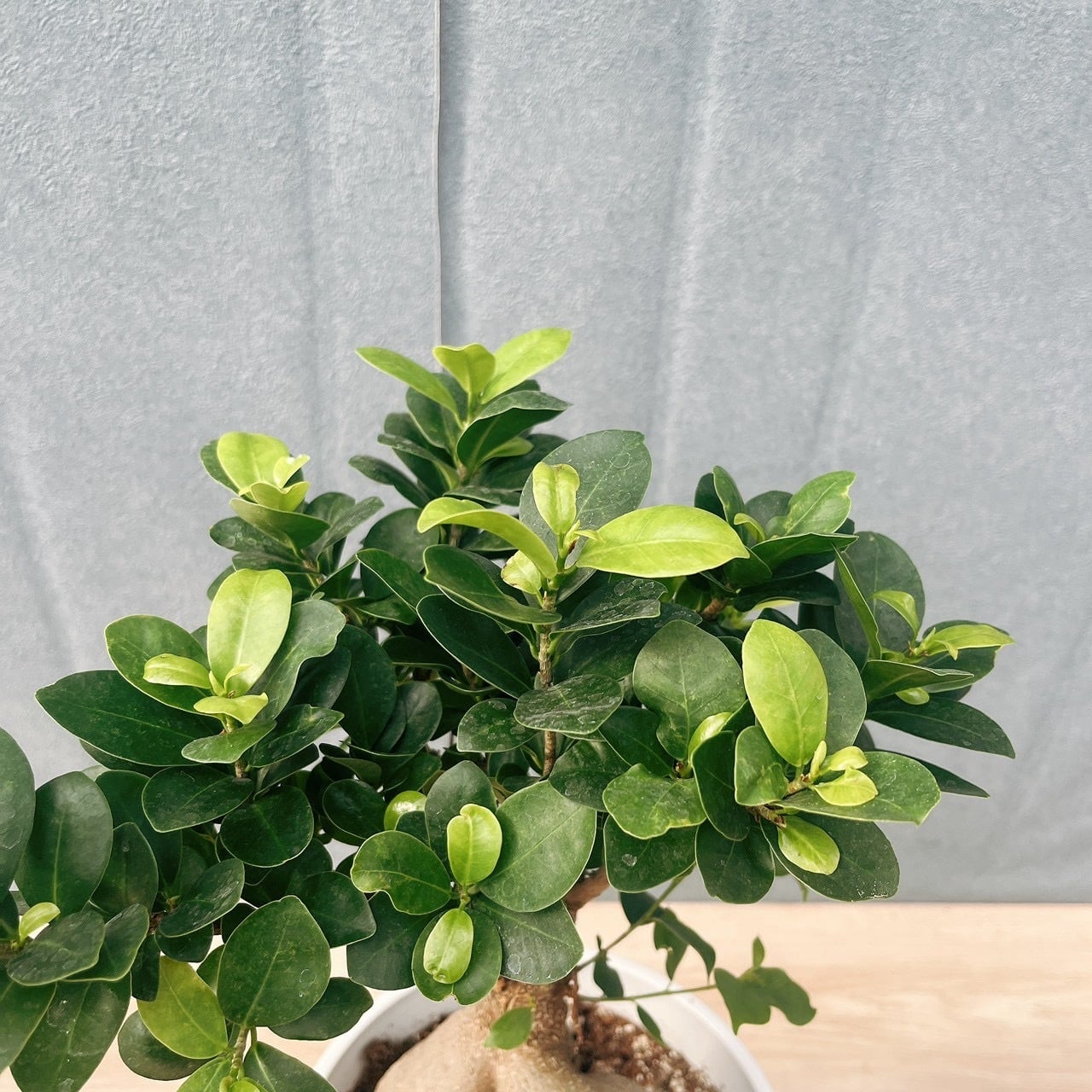 現品］5番 ガジュマル 接木 6号 観葉植物 室内 ニンジンガジュマル