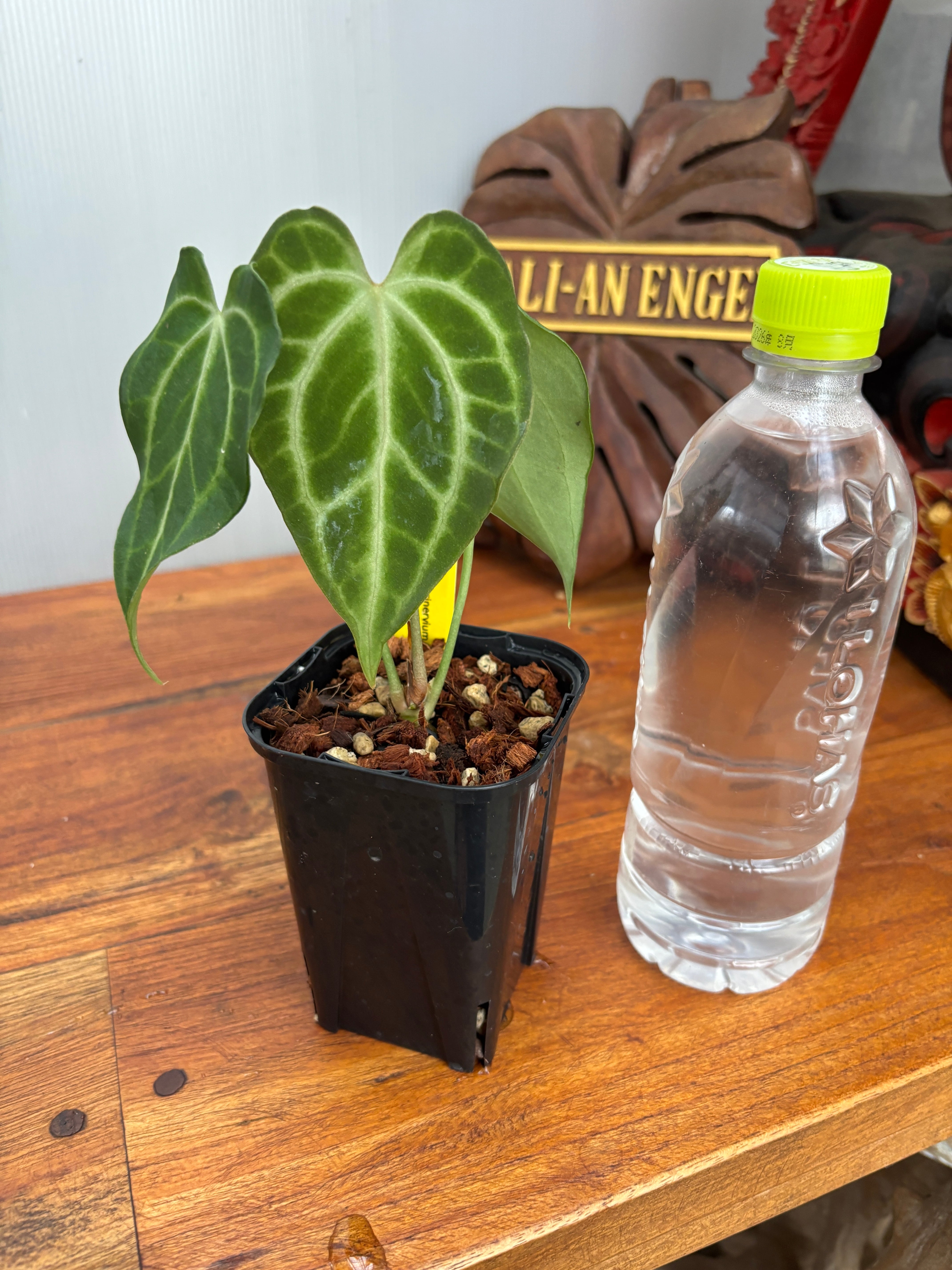 Anthurium | BA PLants