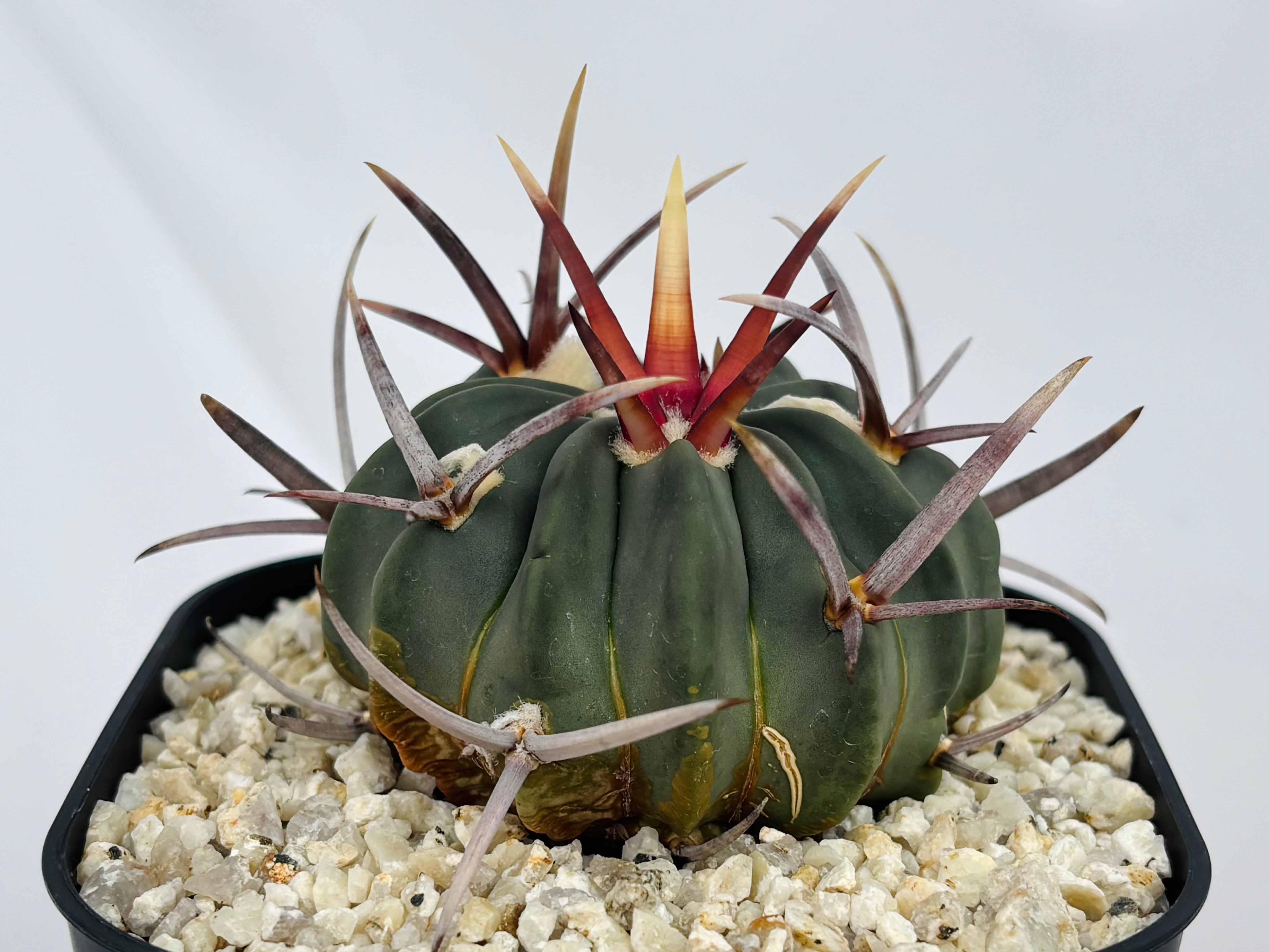 Echinofossulocactus coptonogonus エキノフォスロカクタス 竜剣丸 サボテン