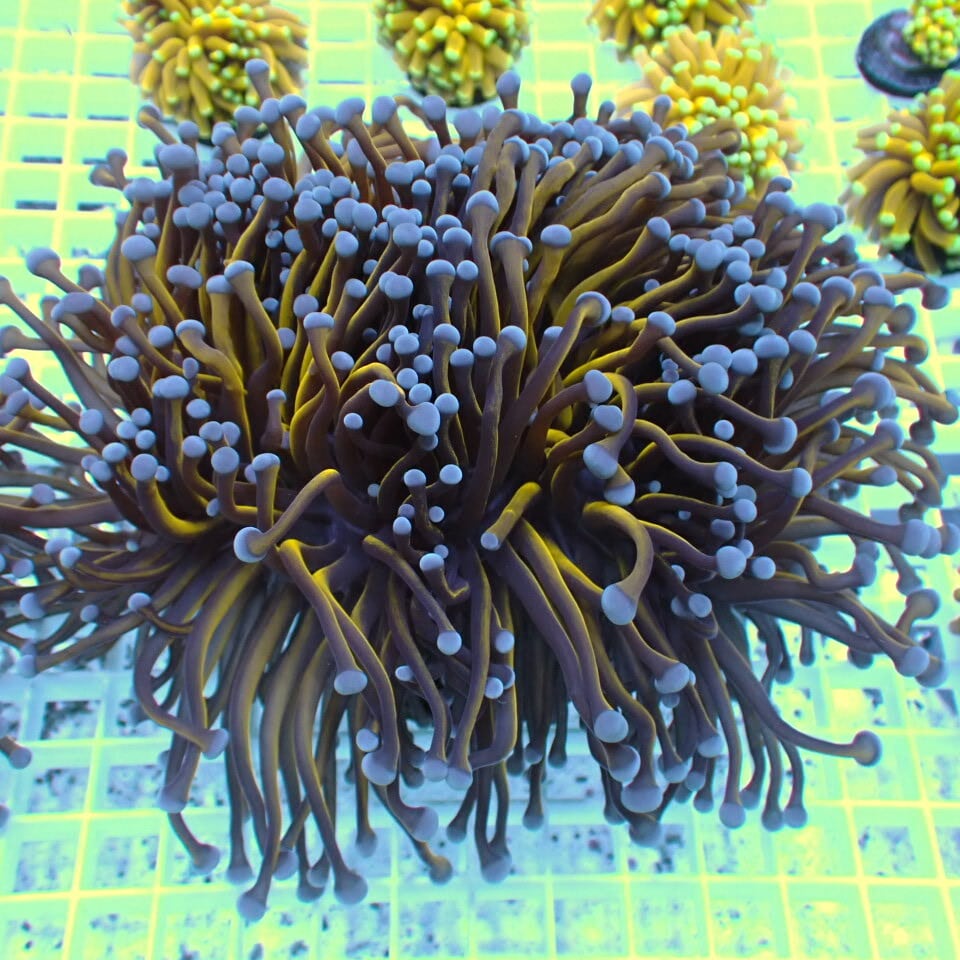 ハナサンゴ / Torch | HOUSE REEF(ハウスリーフ)サンゴ・海水魚・海藻