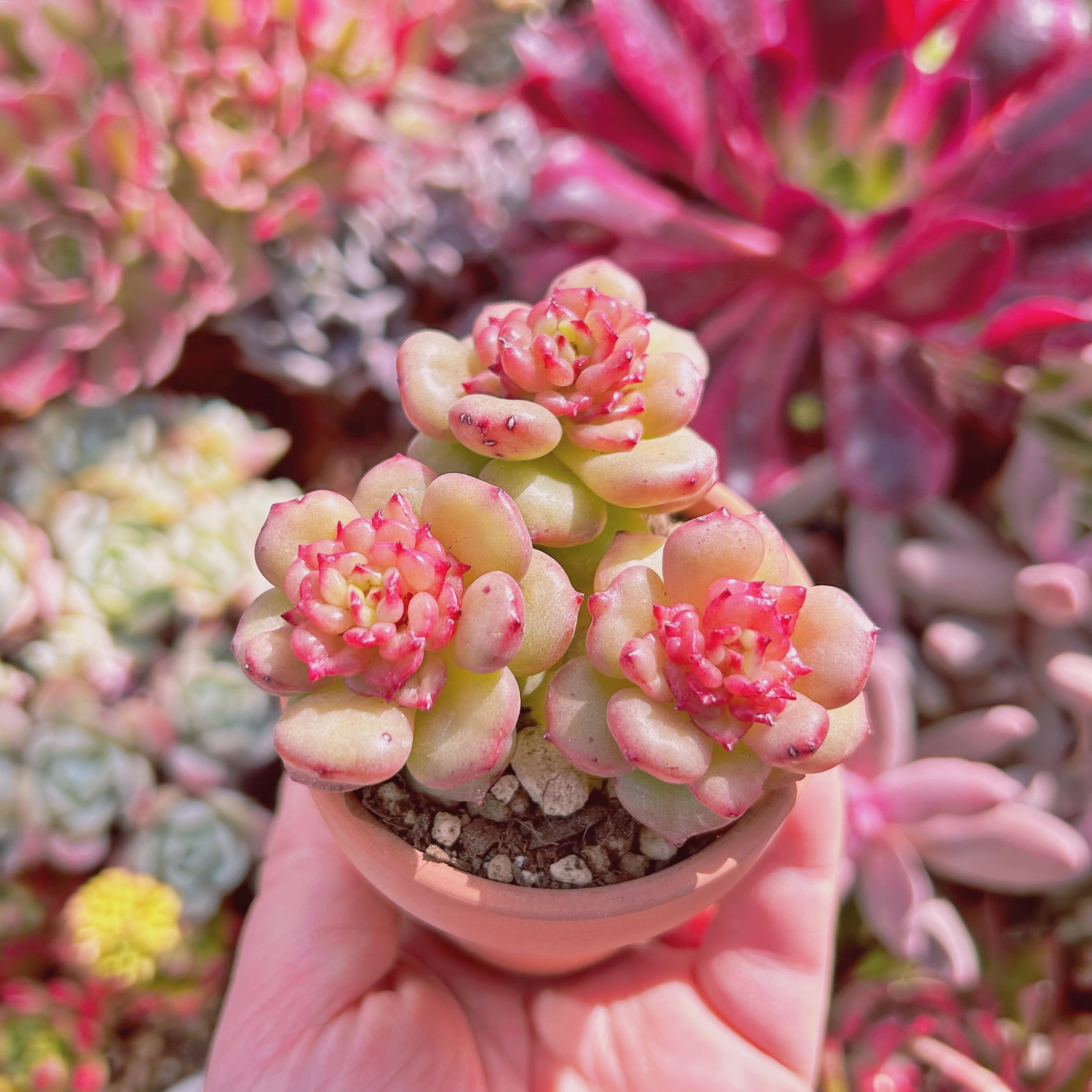 多肉植物 新品種 林檎花 3頭 | るる農園~多肉植物専門