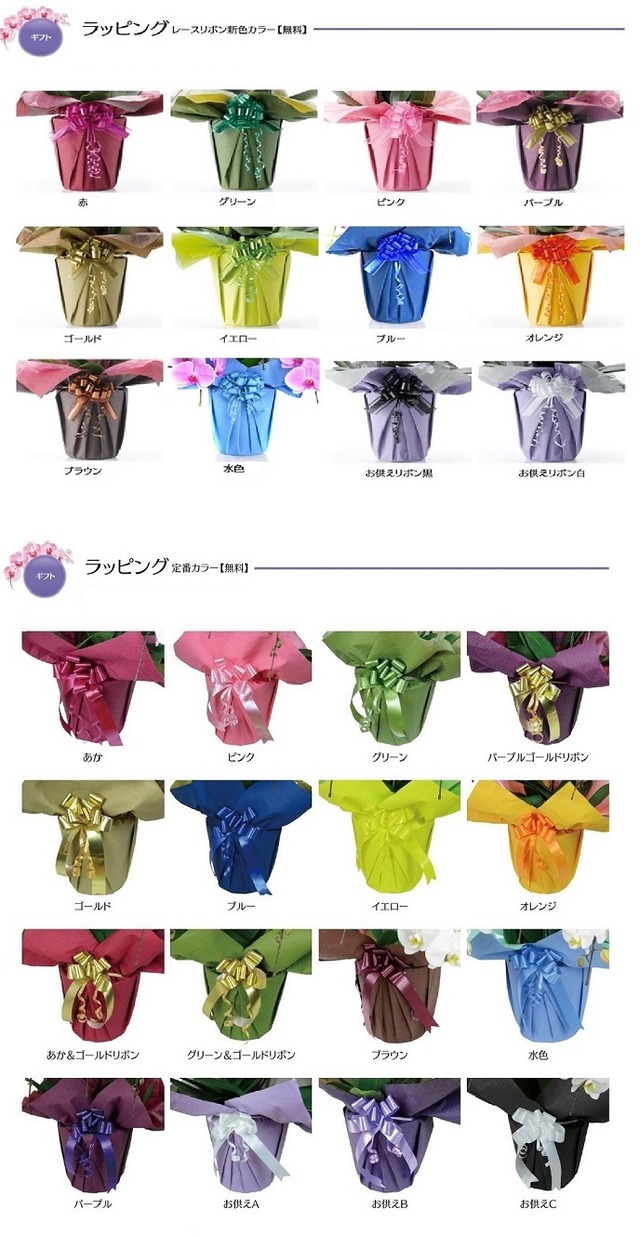 胡蝶蘭ミディ【3本立／２７輪】ピンク色　〜選べるラッピング〜