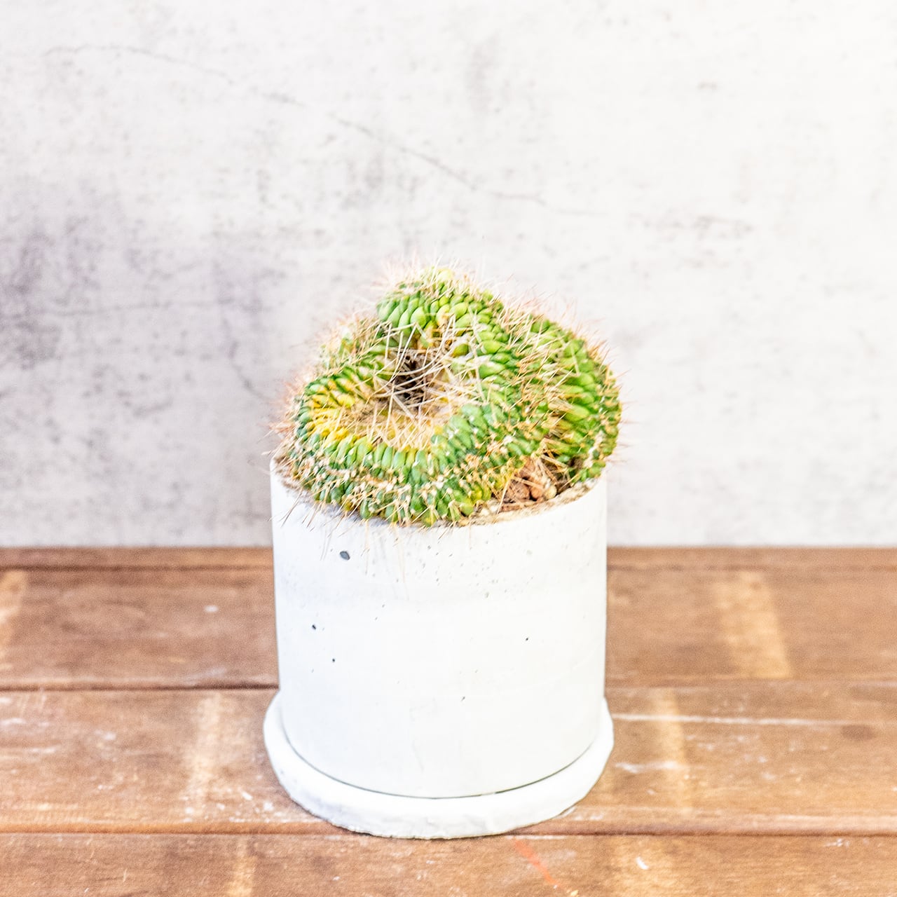 【緻密な白棘と鮮やかな黄色】マミラリア・白竜丸（綴化）。一株ごとの厳選仕入れにこだわり、個性あふれる一鉢をお届け。｜虫発生抑制｜送料全国一律850円