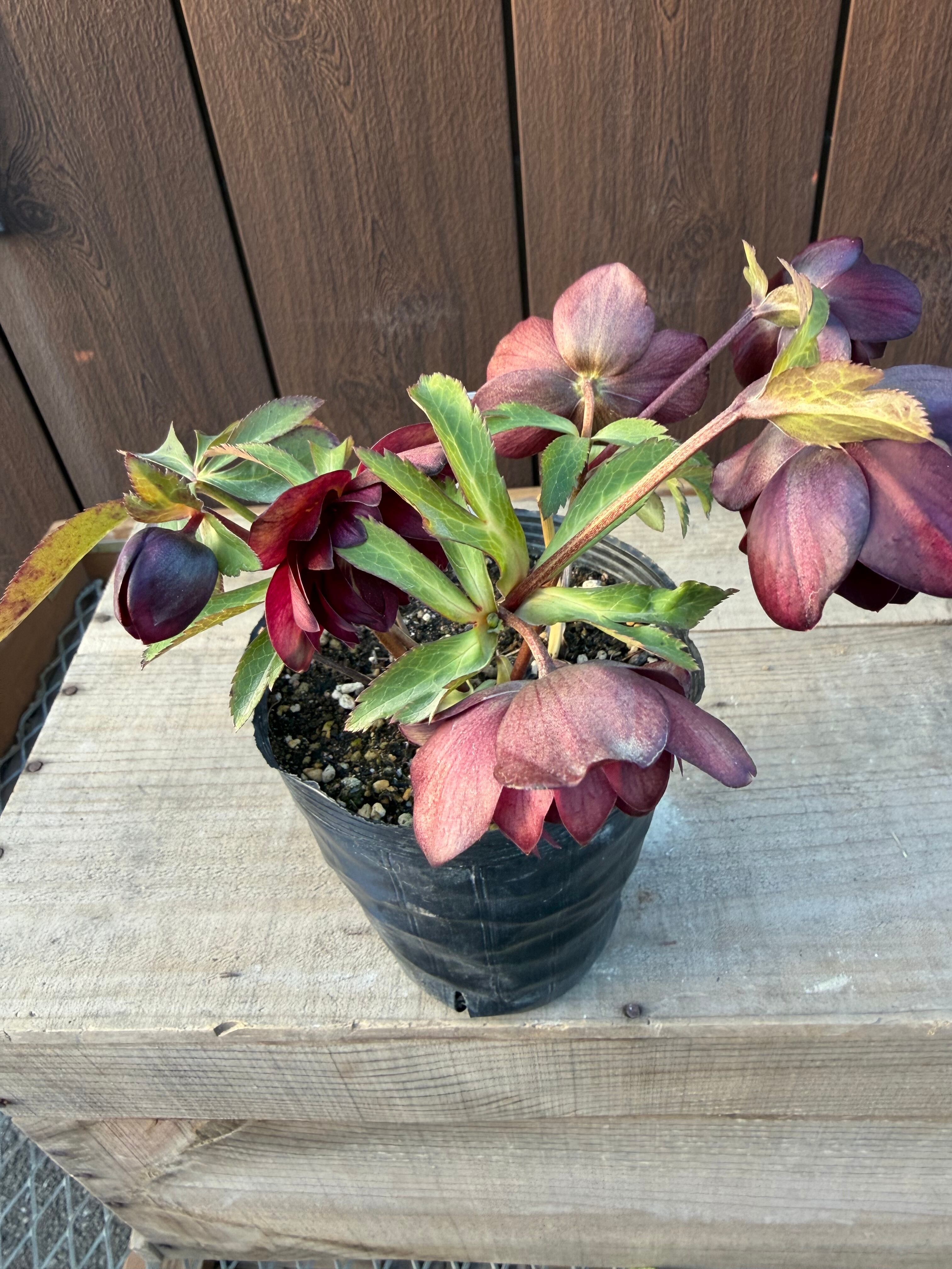 キラメキ☆ディープレッド ※脇芽未確認大特価 加藤農園 クリスマス