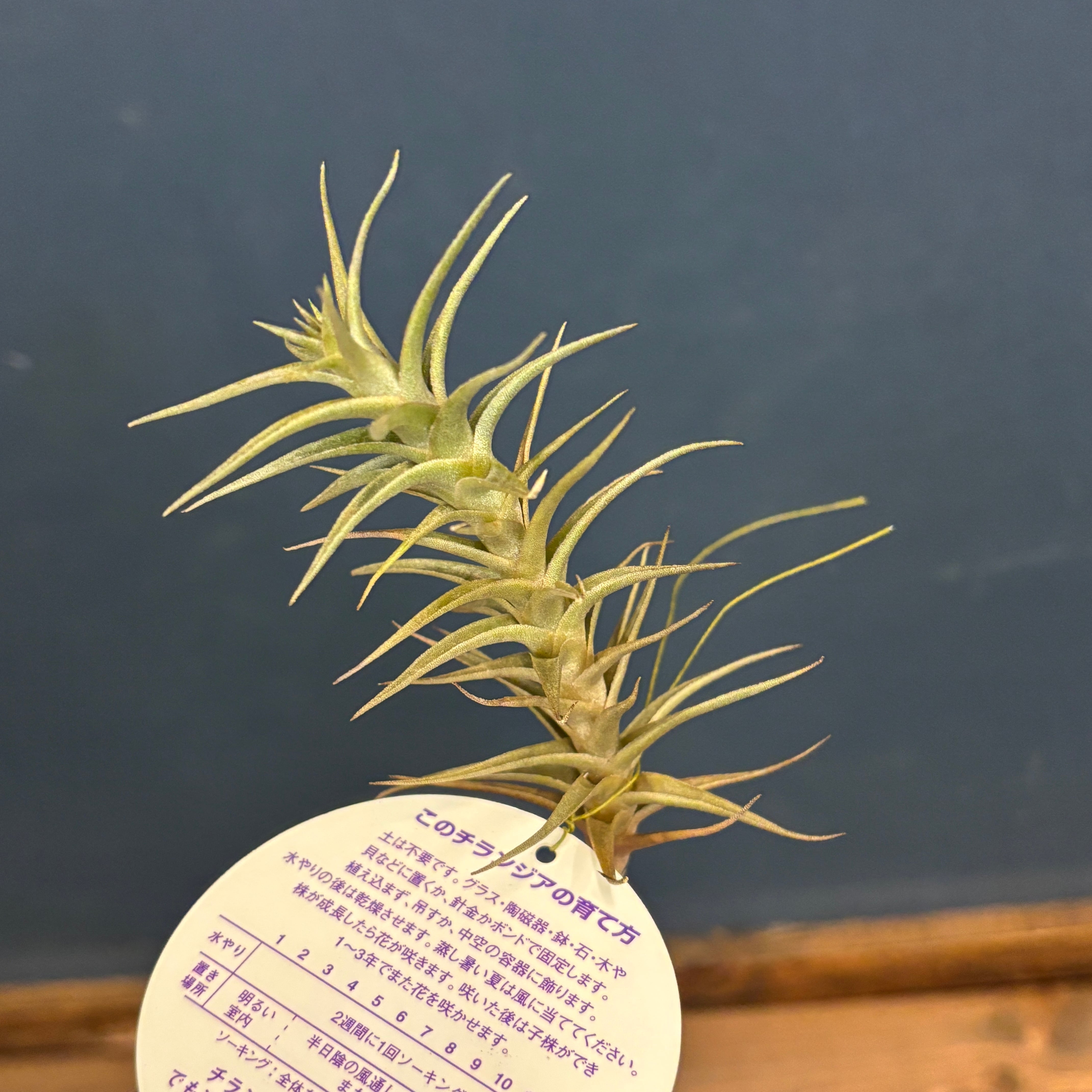 PROTOLEAF プロトリーフ