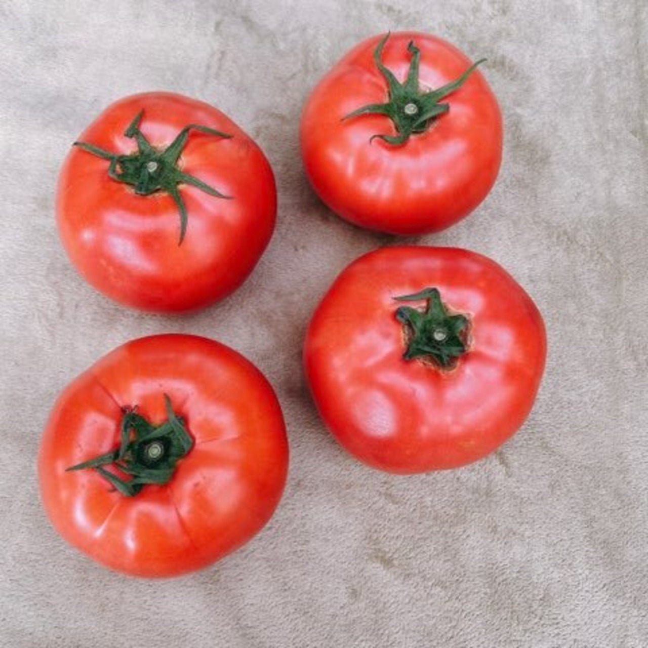 期間限定　新鮮桃太郎春トマト　大玉１６個入　４.5㎏以上　４０００円