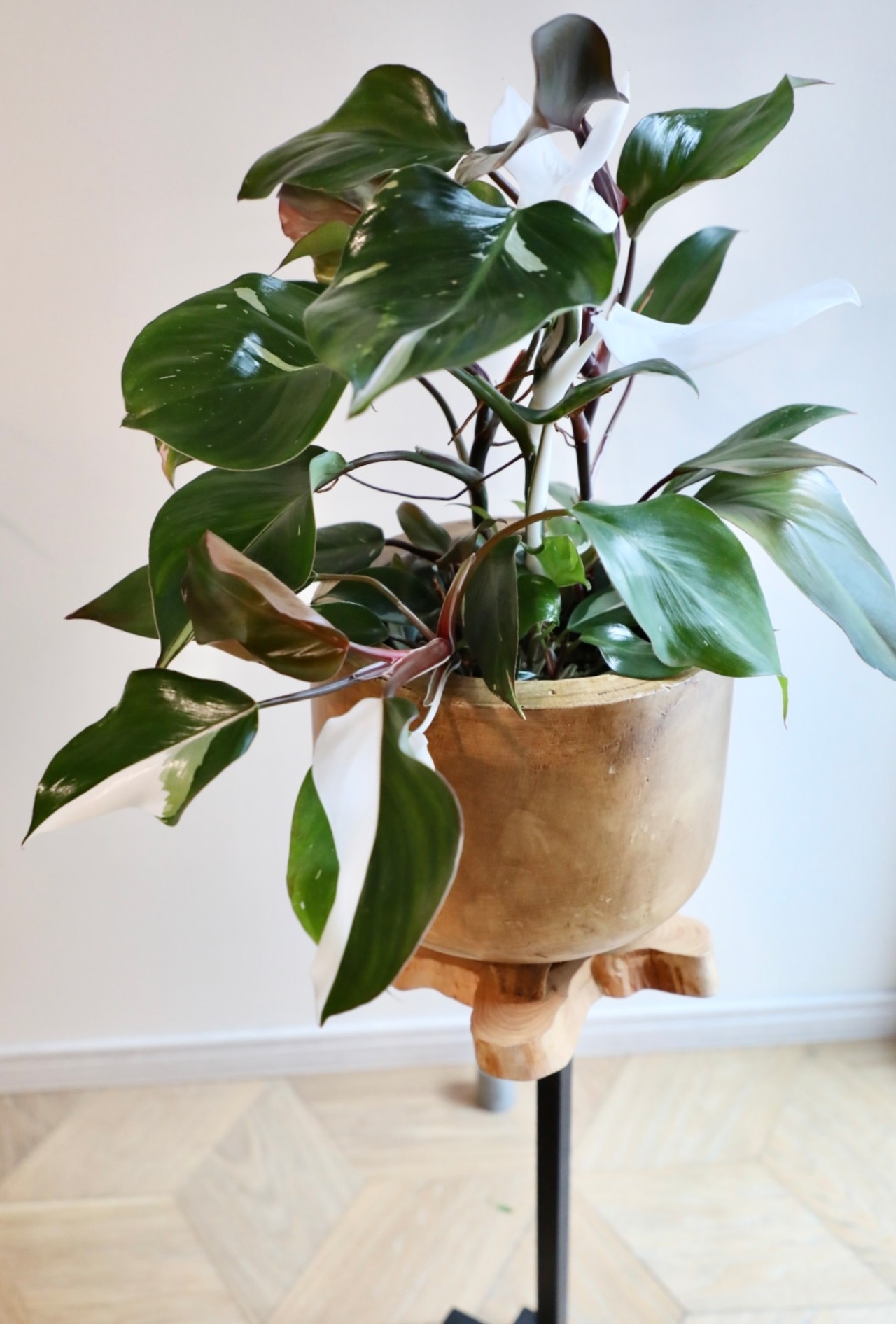 【M】フィロデンドロン ホワイトプリンセス/Philodendron White Princess ※ウッドポット別売