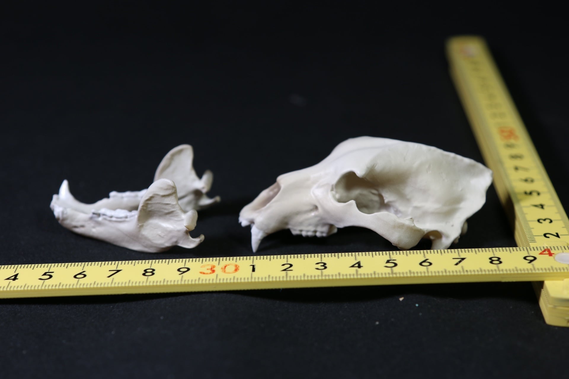 約8cm】ヒグマ 縮小 頭骨レプリカ | アンフィ合同会社 約8cm】ヒグマ 縮小 頭骨レプリカ | アンフィ合同会社
