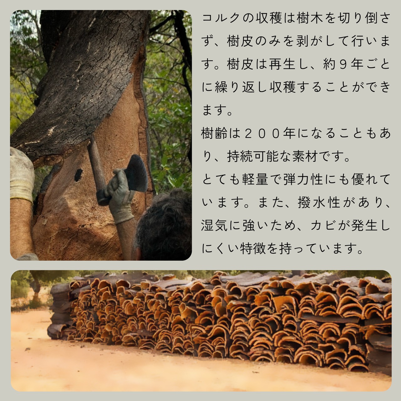 Kotyle 二つ折り財布 オリーブ＆ナチュラル コルク製 小銭入れ付き