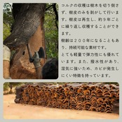 Kotyle 二つ折り財布 オリーブ＆ナチュラル コルク製 小銭入れ付き