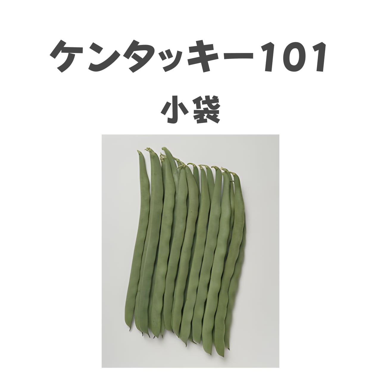 ケンタッキー101 インゲン種子・小袋