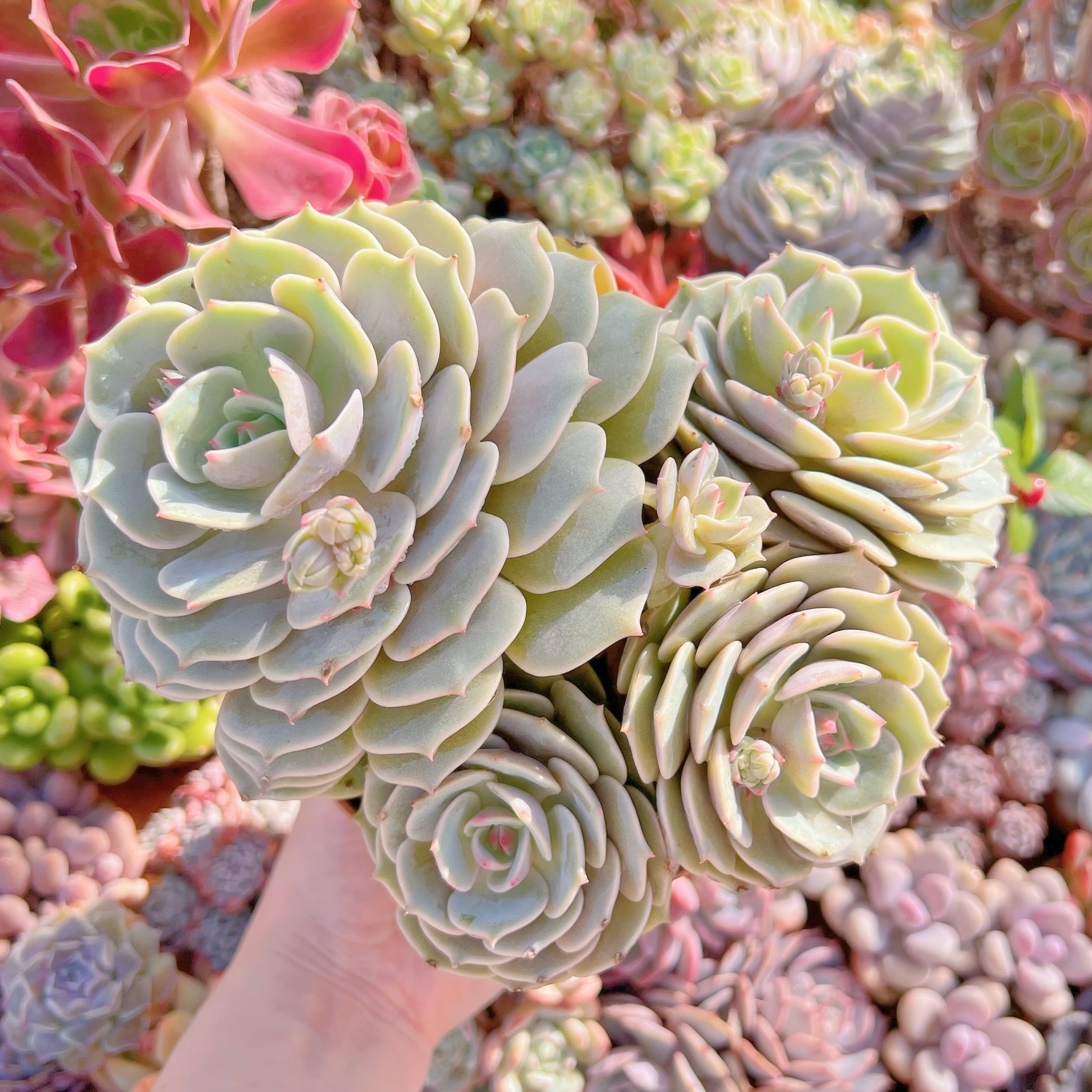 現品　ローラ#614　特大群生25cm　新入荷　るる農園