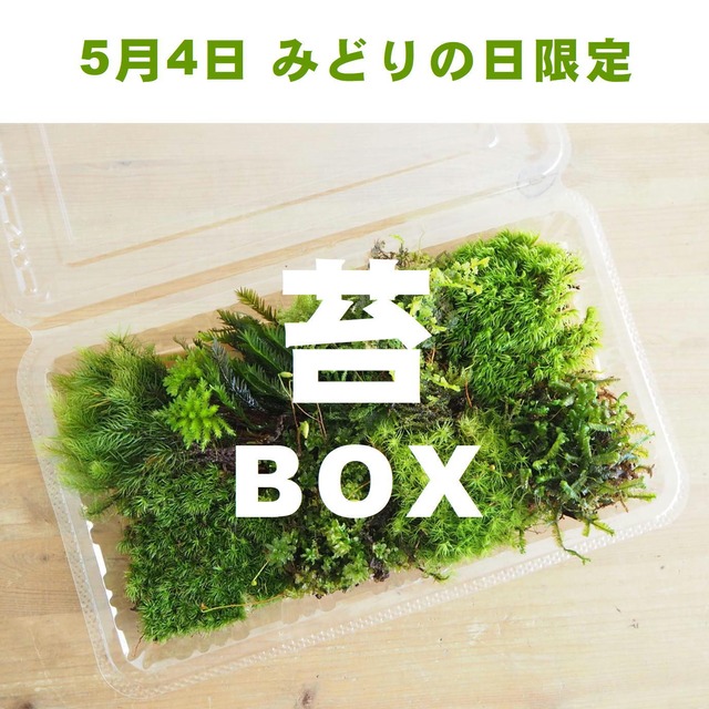 【みどりの日限定】いろいろなコケが少しずつ入った苔のミニBOX（限定10個）