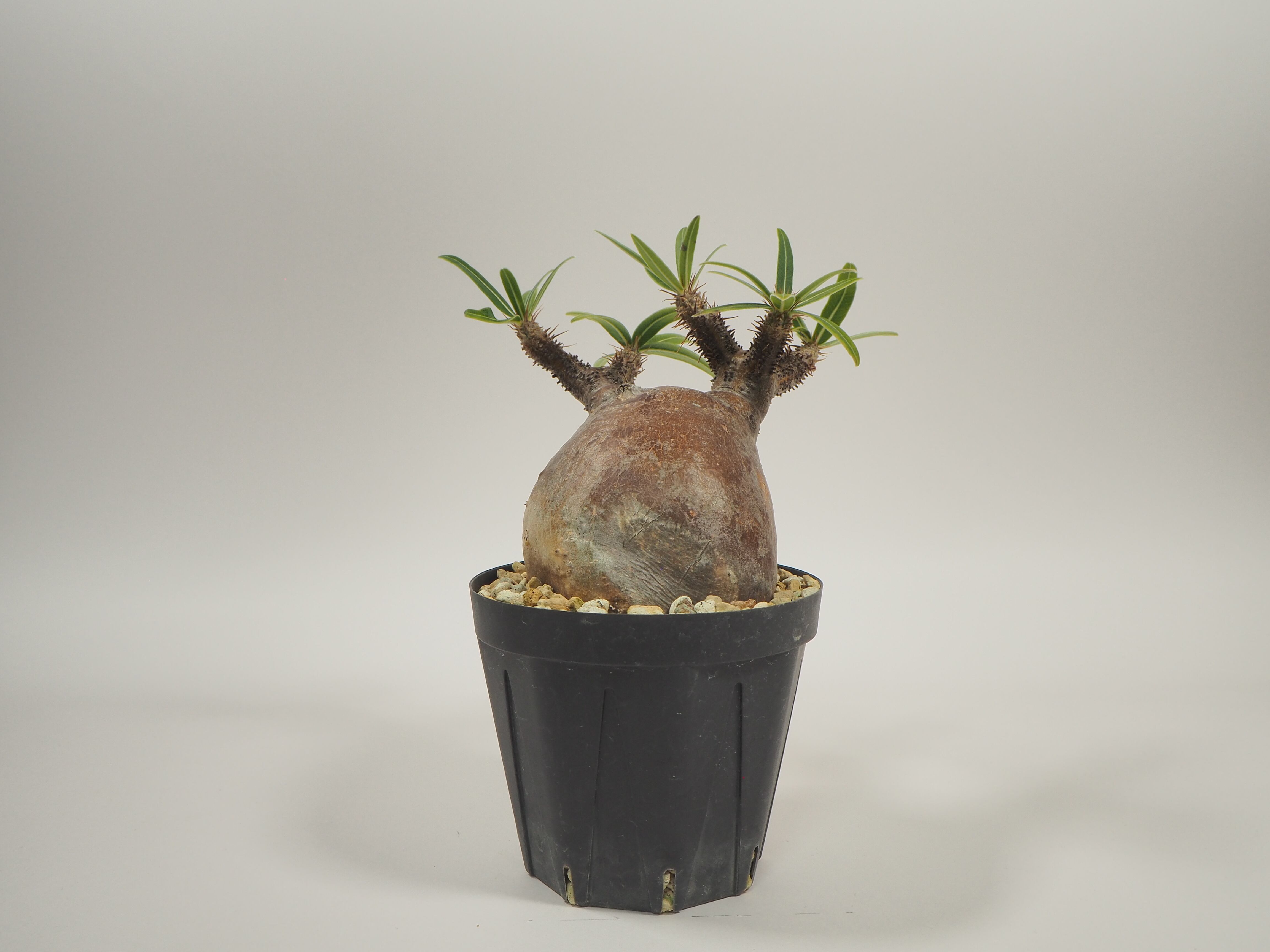 15緑肌□□Pachypodium Gracilius□□パキポディウム グラキリス 15緑肌□□Pachypodium Gracilius□□パキポディウム グラキリス