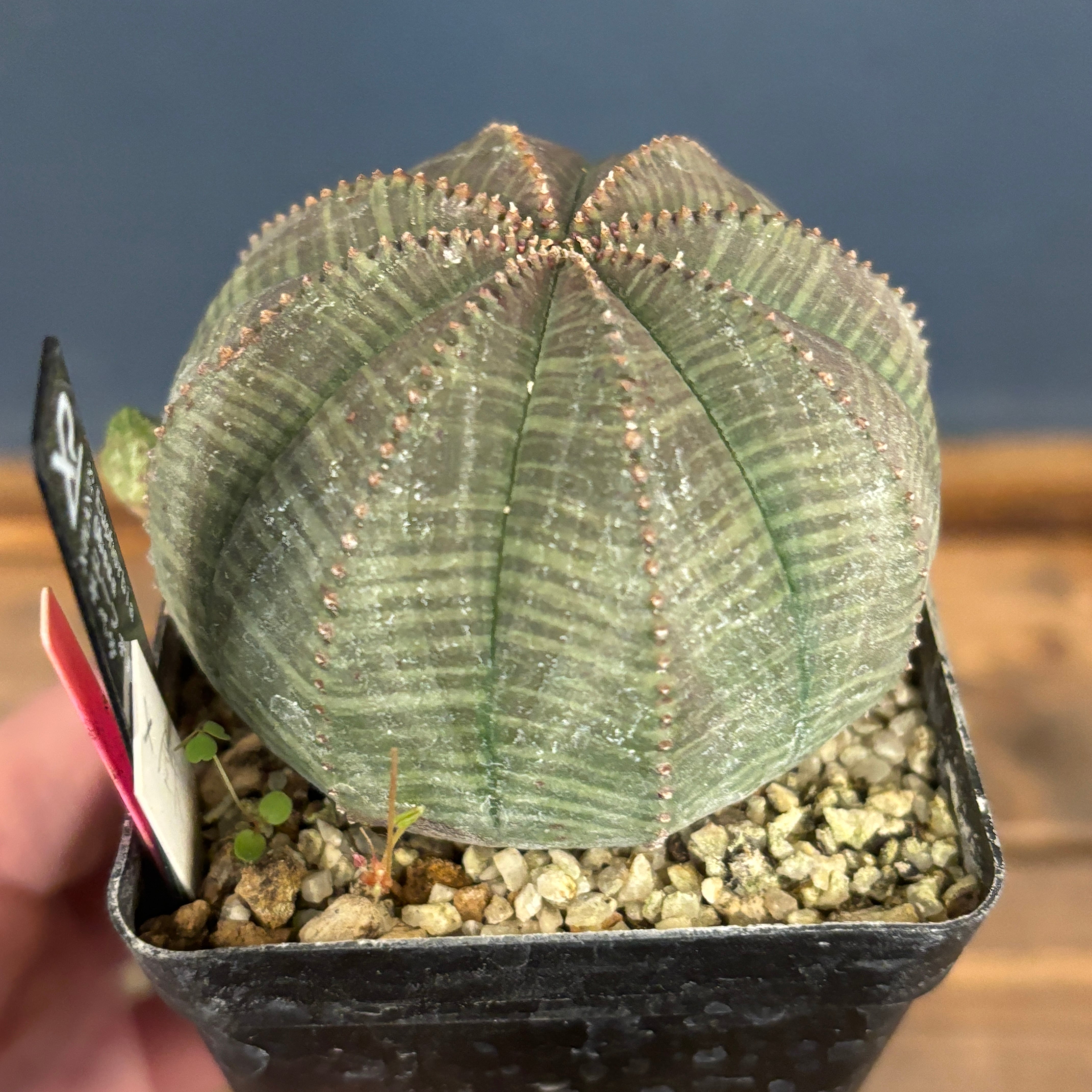 ユーフォルビア オベサ【920】 | PROTOLEAF プロトリーフ