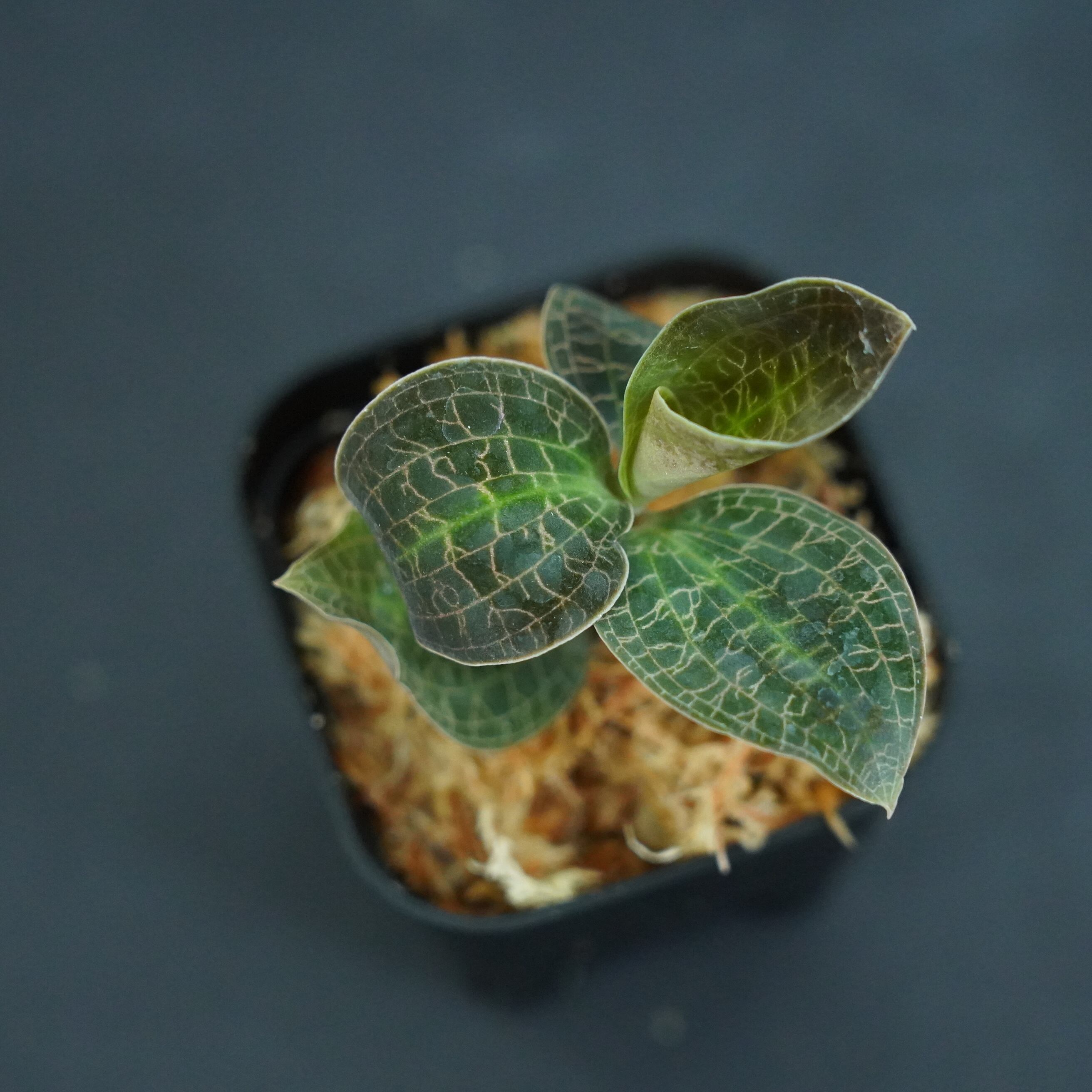 ◆現品◆ドッシニア マルモラータ【ジュエルオーキッド宝石蘭】#664