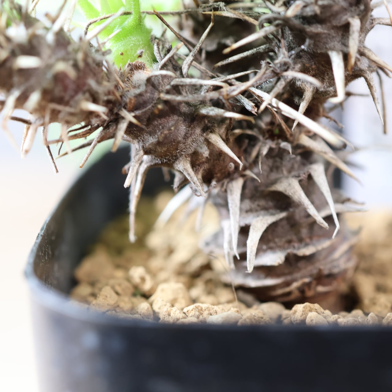 527『ペラルゴニウム ヒストリクス』塊根植物 観葉植物【送料無料