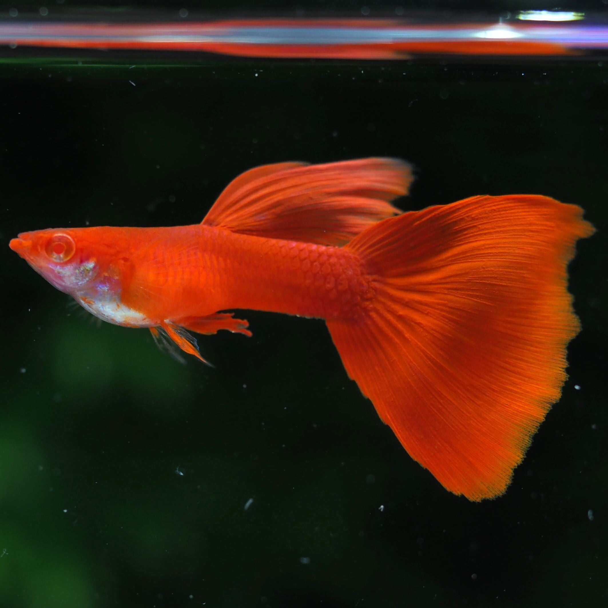 GUPPY | 伊豆グッピーファーム