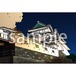 和歌山城ライトアップ