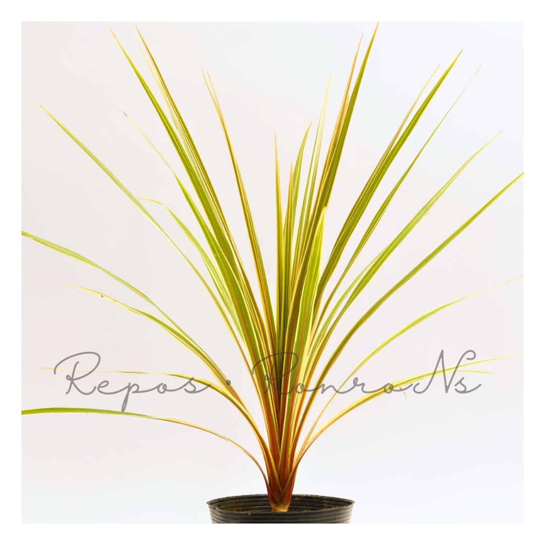 コルジリネ トーベイダズラー(5号) 斑入りドラセナ 白ドラセナ 人気 オージープランツ 庭木 シンボルツリー