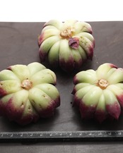 カット苗 ブラックナイト Echeveria 'Dark Night'