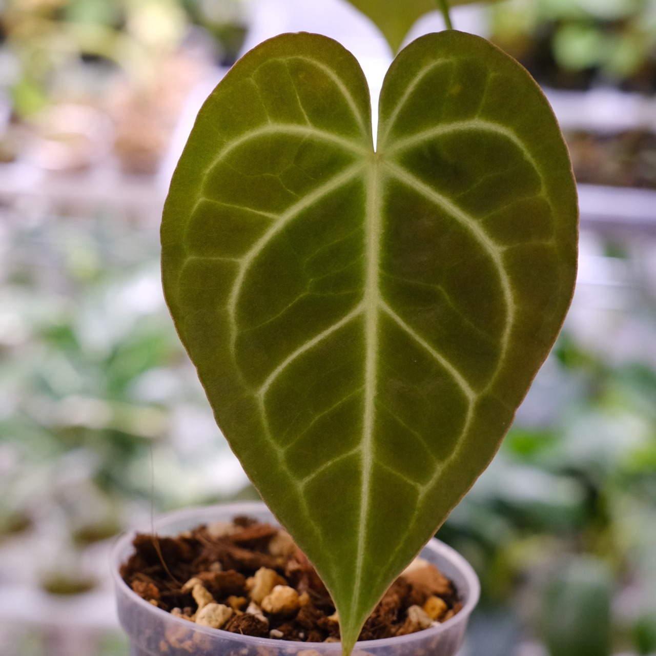 Anthurium Clarinervium × Crystallinum② / アンスリウム クラリネルビウム×クリスタリナム