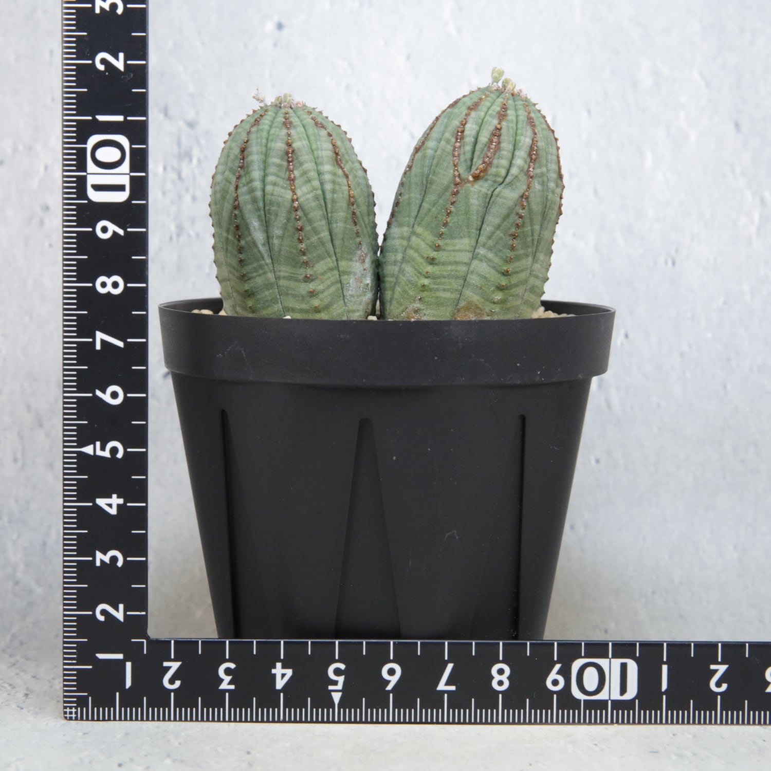 オス株 マイクロ ダブルヘッド オベサ / ユーフォルビア | LIGHTHOUSE