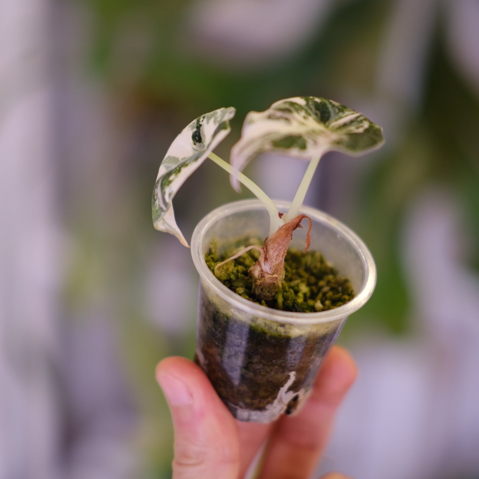 Alocasia Black Velvet Pink Albo│アロカシア ブラックベルベット