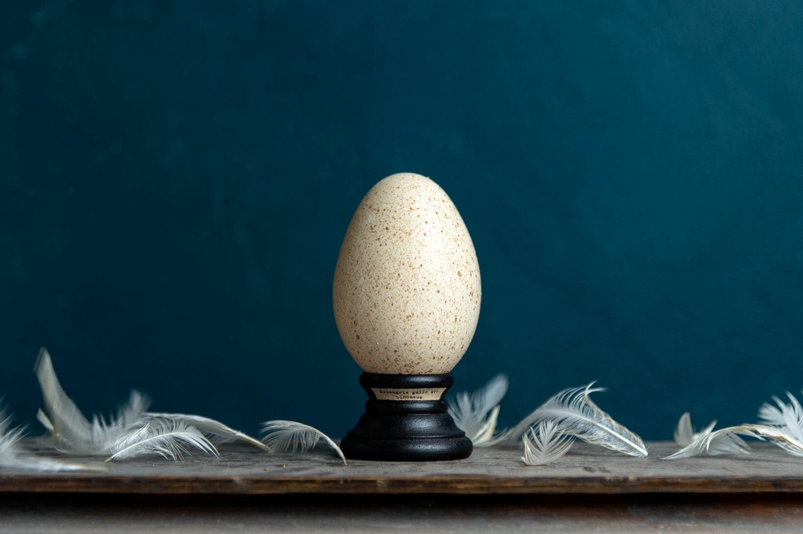 Bird Egg Specimen 七面鳥の卵標本 Atelier De Miomori アトリエ ド ミオモリ