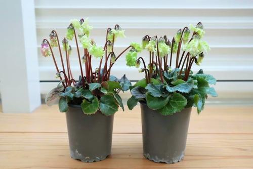 花苗　シクラメン　『森の妖精』　３号ロングポット　1苗　ガーデニング　園芸　苗