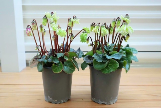 苗　葉牡丹　『さくらホイップ』　2.5号ポット　ガーデニング　園芸　ハボタン