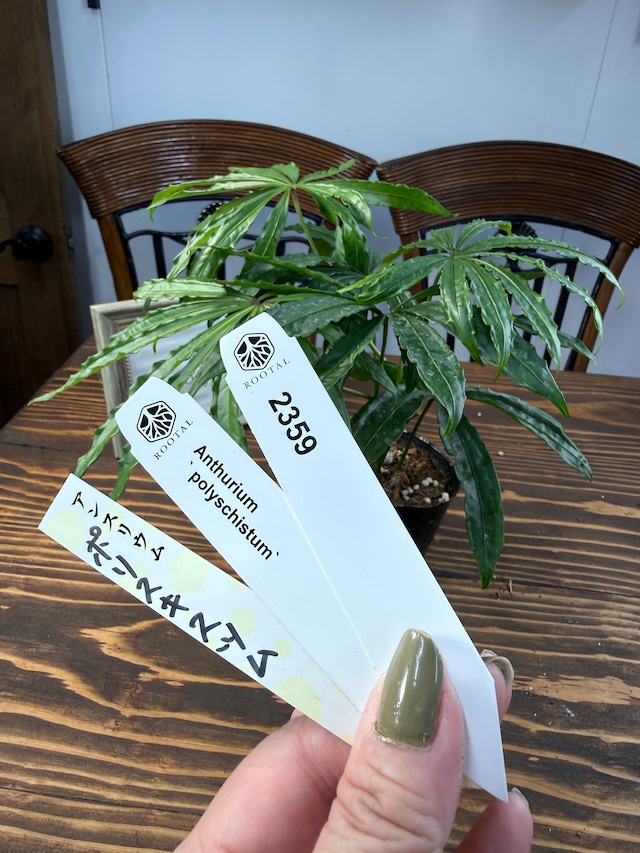 ★2359 アンスリウム　ポリスキスツム（3号ポット）